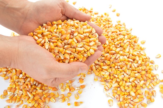 Semená kukurice v dlaniach.jpg
